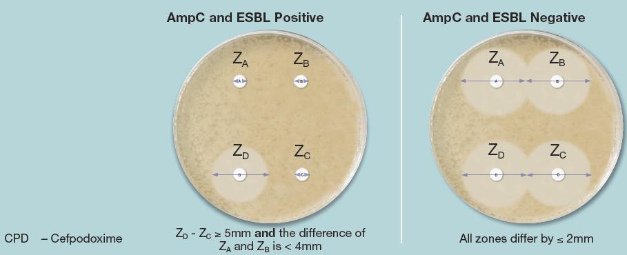 AmpC inhibitor to detect AmpC activity Rosco