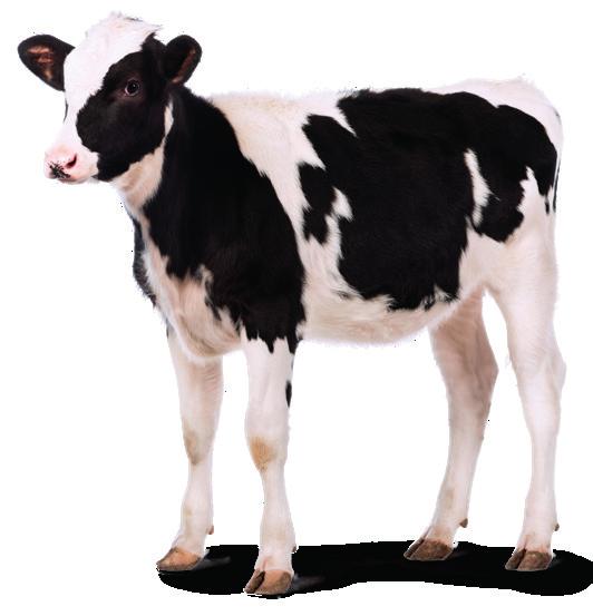 Adequate selenium levels will ensure milk production with high quality standards.