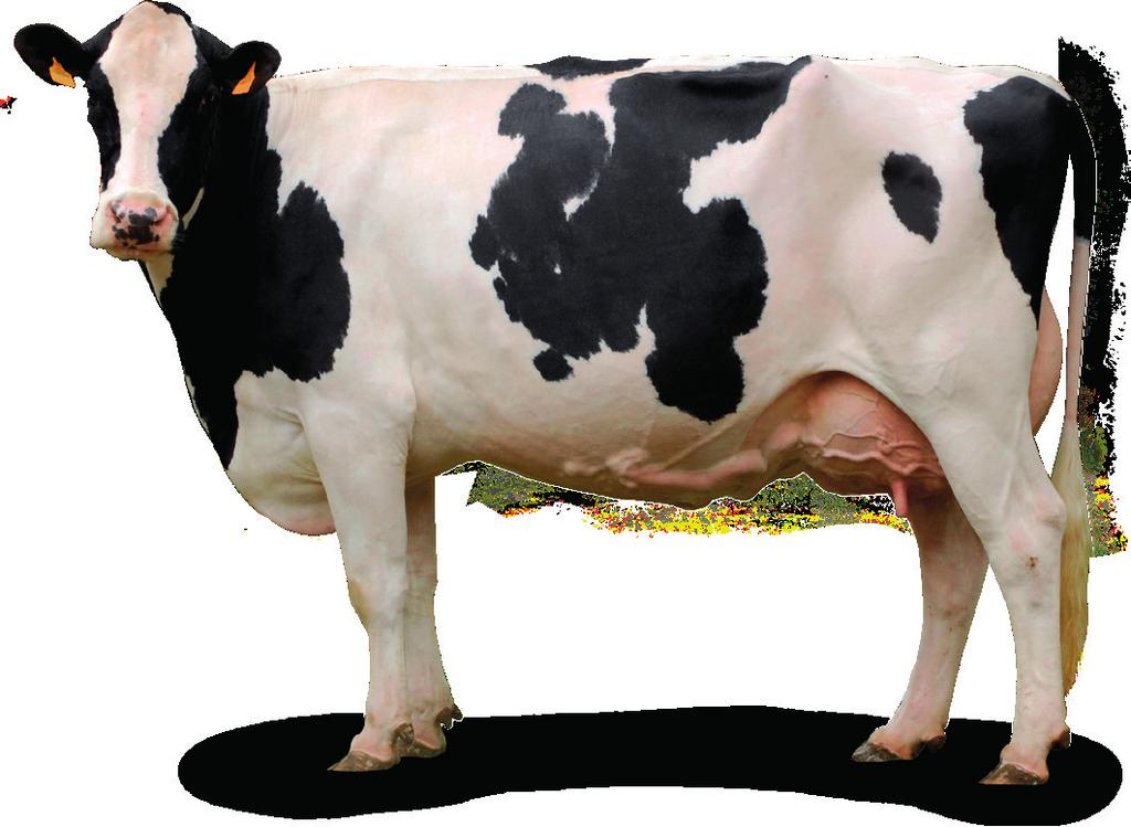 COW THE ANTIOXIDANT FUNCTION OF SELENIUM At cellular level, stress translates into increased production of oxidative species, upsetting the balance between prooxidants and antioxidants and damaging