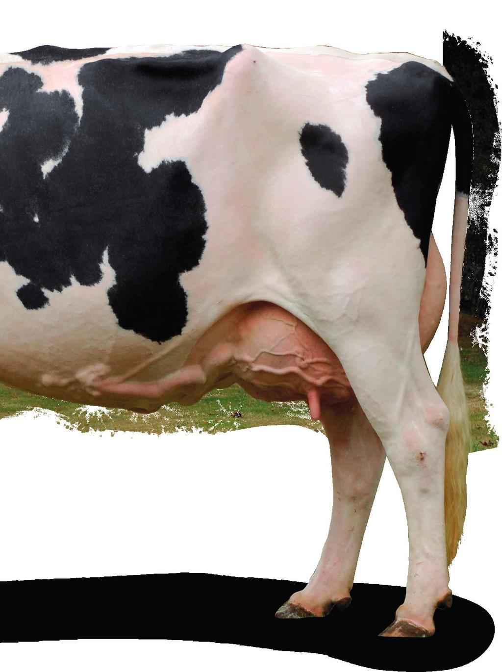 SECURING MILK QUALITY BY PROTECTING THE UDDER Selenium helps fight bacteria.