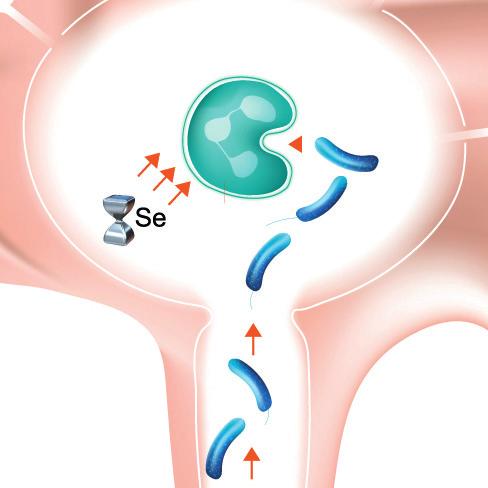 Selenium has a protective action since it strengthens the leukocyte membranes.
