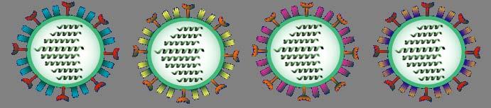 Influenza virus B 3 types : NP and M