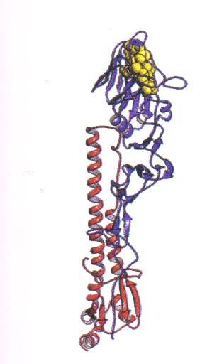 Hemagglutinin Viral HA RBS Receptor Binding