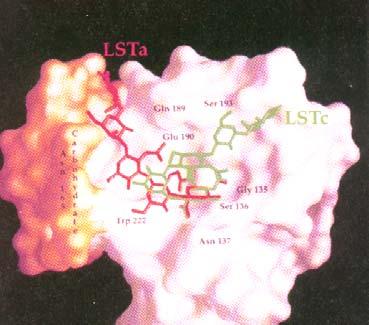 galactose residues HA of human virus = α2-6 R