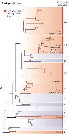 H5N1 influenza virus Avian origin Circulation since 1997 in Asia Rapid genetic evolution : 9 different clades (1 and 2
