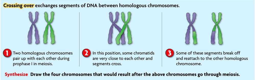 crossing over - exchange of chromosome segments between homologous chromosomes during Prophase I