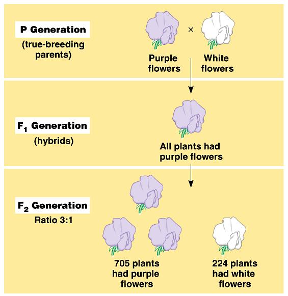 P generation (parental generation) Typical breeding experiment F1 generation (first filial generation, the word filial from the Latin word for "son") are the hybrid