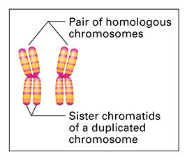 Chromosomes Homologous chromosome: