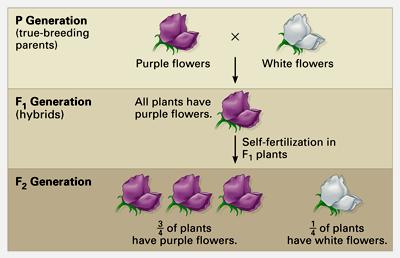 For each monohybrid cross, Mendel cross-fertilized true-breeding plants that were different in just one