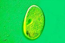 If chlorella were a pharmaceutical drug, imagine how many billions in profits it would generate.