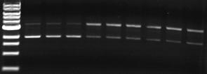 A 1 2 3 4 5 6 7 8 9 10 1 2 3 4 5 6 7 8 9 10 [Na 2SeO 3] [SeO 2] B nicked DNA undamaged DNA nicked DNA undamaged DNA Figure 2.4. DNA gel electrophoresis experiments for (A) Na 2 SeO 3 and (B) SeO 2 with [Fe(EDTA)] 2- under Mode I conditions.