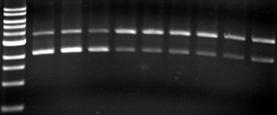 DNA gel electrophoresis experiments for (A) Na 2 SeO 3, (B) Na 2 SeO 4, (C) Na 2 Se and (D) SeO 2 under Mode II conditions.