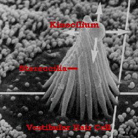 Hair cell structure About