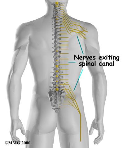 Just as the skull protects the brain, the bones of the spinal column protect the spinal cord. One way to understand the anatomy of the cervical spine to look at a spinal segment.