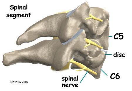 of the spinal column. As the spinal cord travels from the brain down through the spine, it sends out nerve branches between each vertebrae called nerve roots.