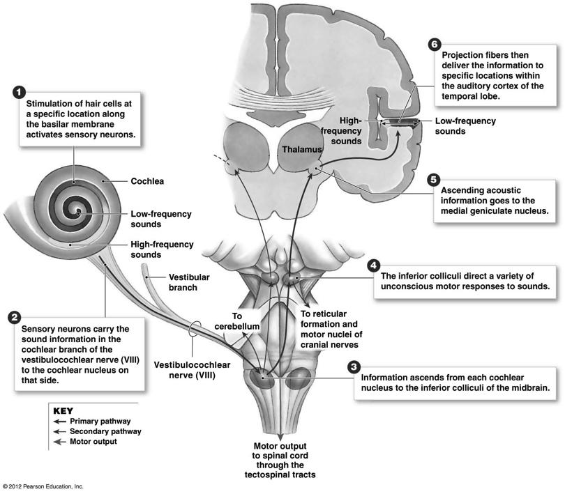 Auditory Pathways Figure 17-32! Note organization of cortex.!! Look familiar?! 29! Awesome Basilar Membrane Videos!