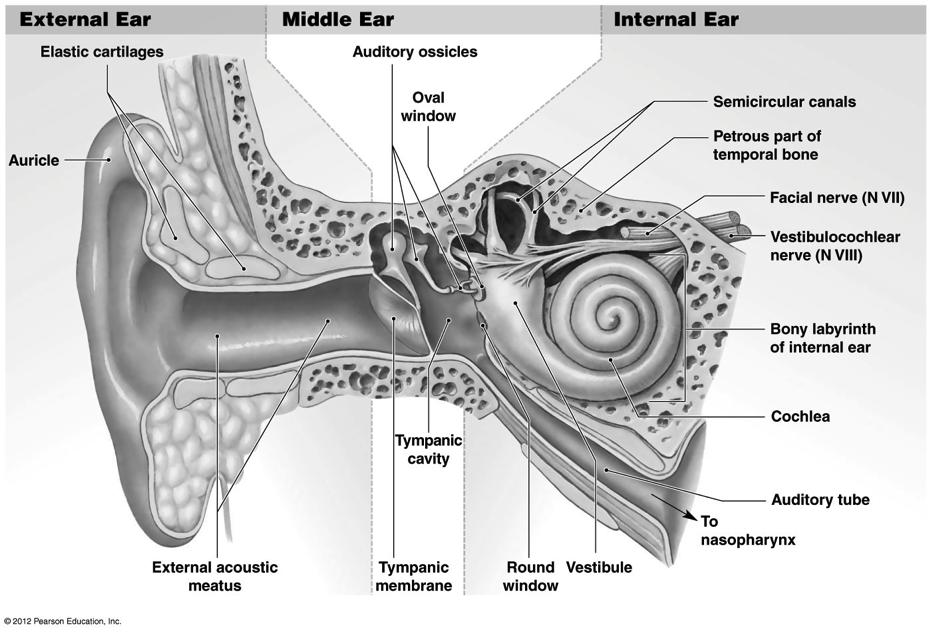 The Anatomy of the Ear Figure 17-21! AIR! 3! Middle Ear! Air-filled; Epithelial lining! Auditory ossicles! Malleus, incus, stapes! Auditory tube (Eustachian or pharyngotympanic)!