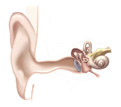 undeveloped muscles are vestigial structures. An ear muscle that cannot move the ear, for whatever reason, can no longer be said to have any biological function.