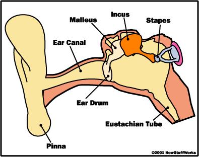 The eardrum is the entire sensory element in your ear. As we'll see in the coming sections, the rest of the ear serves only to pass along the information gathered at the eardrum.