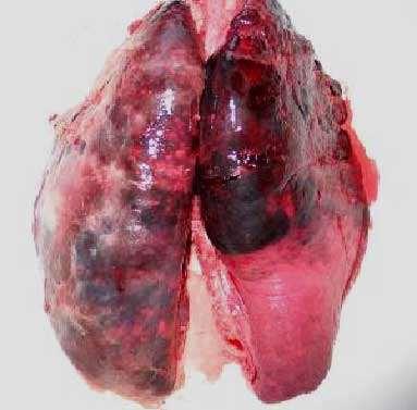 Autopsy findings The lesions in the lung are very characteristic with large red-blue firm
