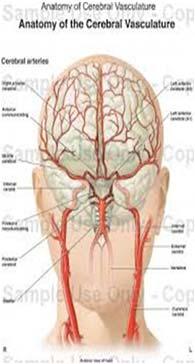 Anterior Cerebral Circulation Anterior