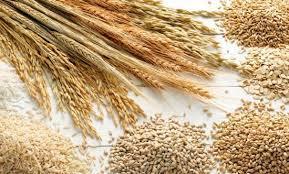 formation in cereals. Zinc affects the production of natural plant growth hormones and so deficiency can lead to stunted plants.
