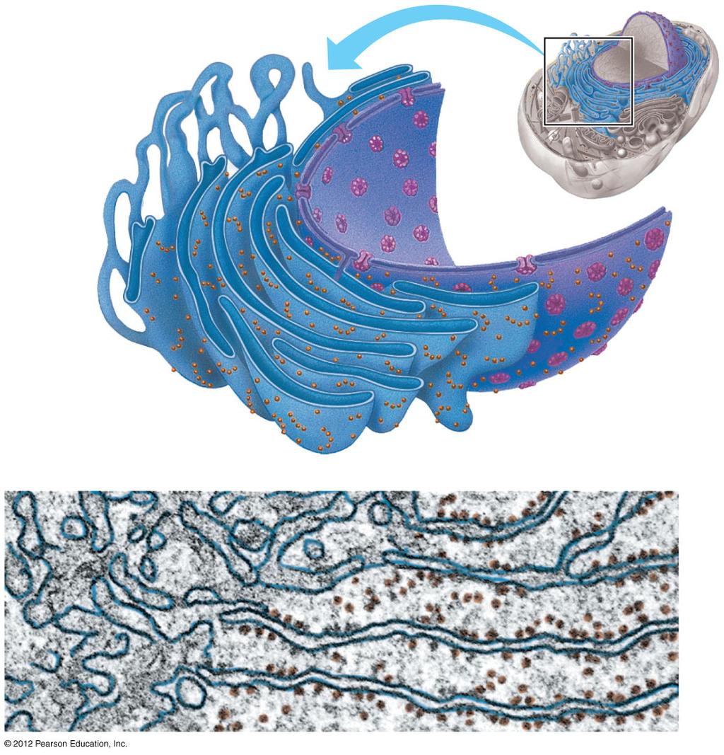 4.7 Overview: Many cell organelles are connected through the endomembrane system The endomembrane system includes the nuclear envelope, endoplasmic reticulum (ER), Golgi apparatus, lysosomes,