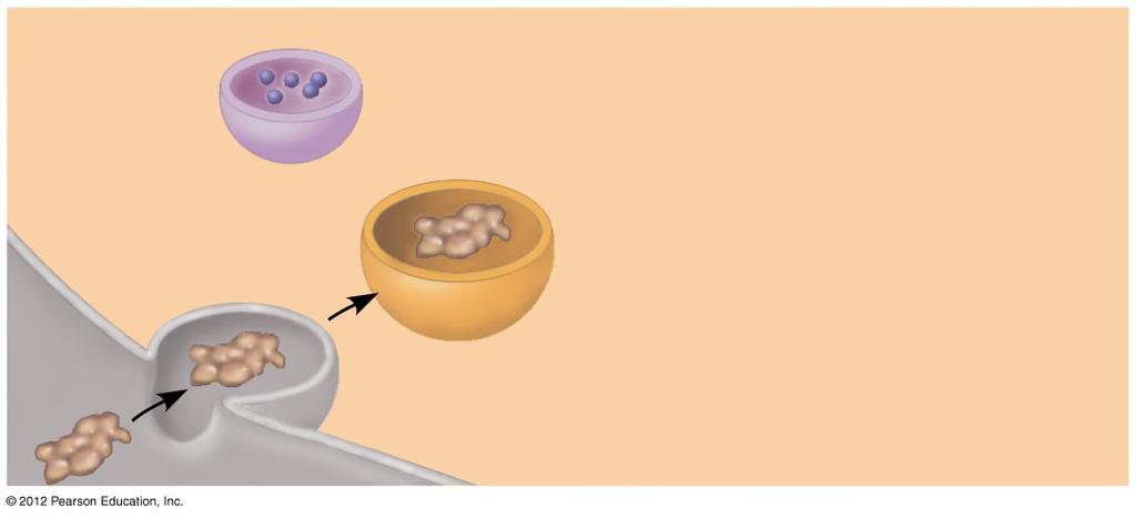 4.10 Lysosomes are digestive compartments within a cell Lysosomes help digest food particles engulfed by a cell. 1. A food vacuole binds with a lysosome. 2.