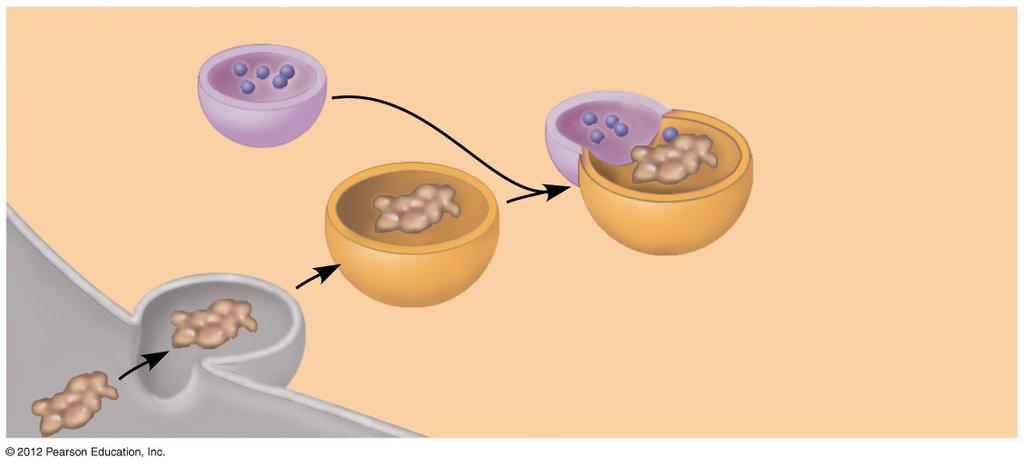 Figure 4.10A_s3 Digestive enzymes Lysosome Food vacuole Plasma membrane Figure 4.10A_s4 Digestive enzymes Lysosome Digestion Food vacuole Plasma membrane 4.