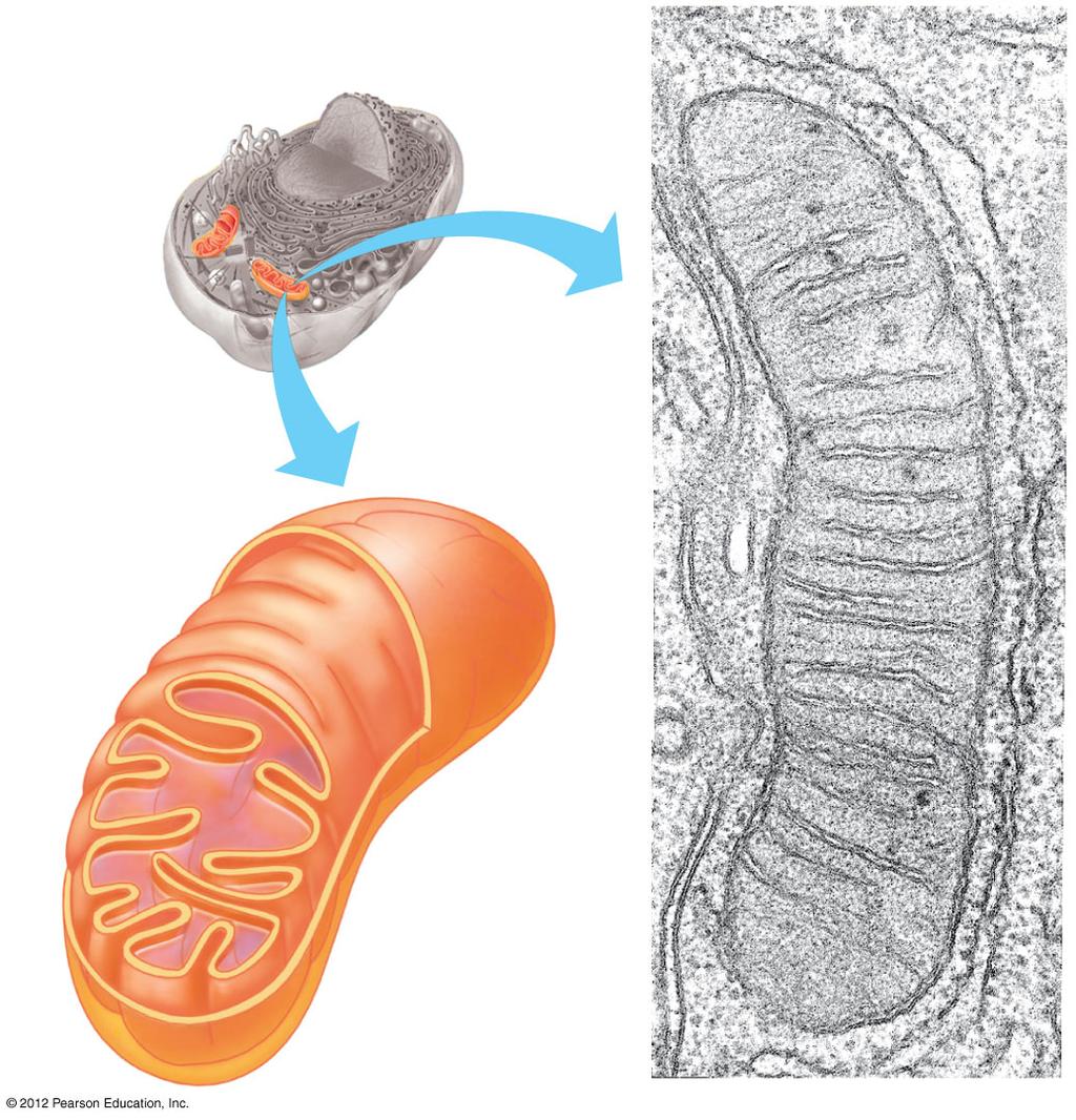 4.13 Mitochondria harvest chemical energy from food Mitochondria are organelles that carry out cellular respiration in nearly all eukaryotic cells.