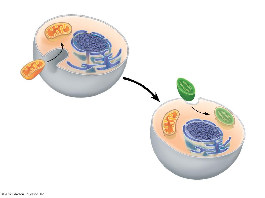 4.15 EVOLUTION CONNECTION: Mitochondria and chloroplasts evolved by endosymbiosis Mitochondria and chloroplasts have DNA and ribosomes.