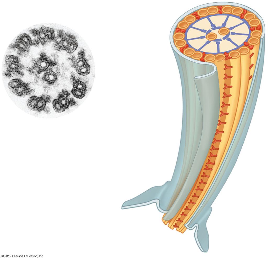 Central microtubules Radial spoke