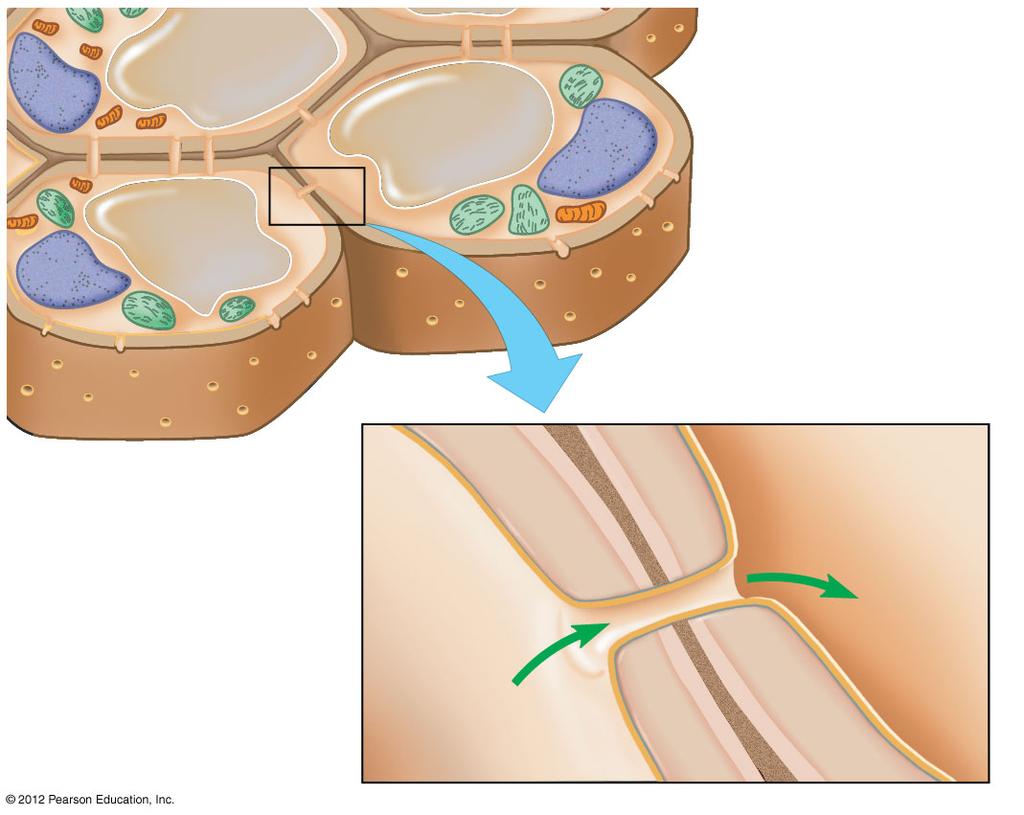 4.21 Cell walls enclose and support plant cells A plant cell, but not an animal cell, has a rigid cell wall that protects and provides skeletal support that helps keep the plant upright against