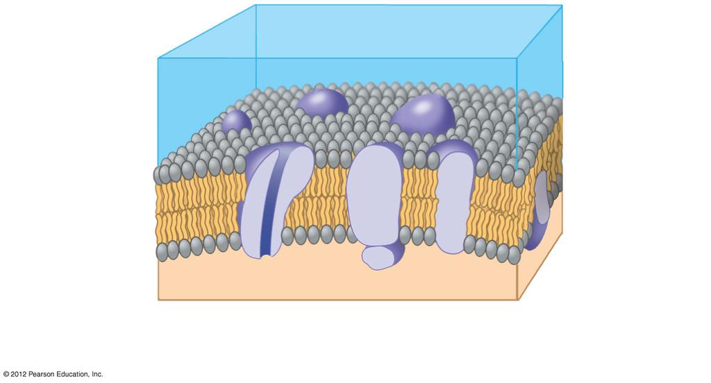 4.2 The small size of cells relates to the need to exchange materials across the plasma membrane Membrane proteins are either attached to the membrane surface or embedded in the phospholipid bilayer.