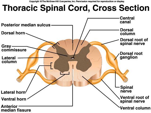 Cross-Sectional Anatomy of the Spinal Cord Gray Matter in the Spinal Cord Pair of dorsal or posterior horns Pair of