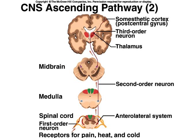 Ascending & descending tract head up or down while decussation means that the fibers cross sides Contralateral means