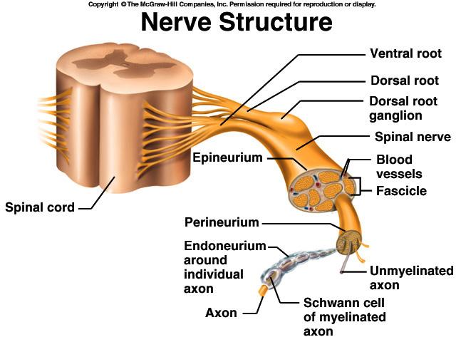 inner ear signals Anatomy of a Nerve Anatomy of Ganglia in the PNS A nerve is a bundle of