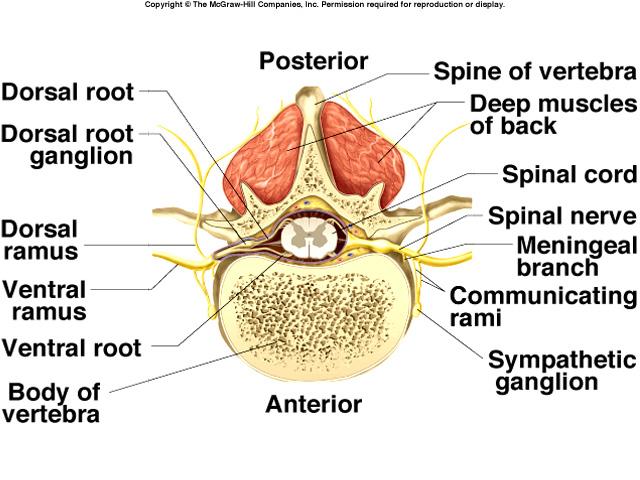 Branches of a Spinal Nerve Spinal nerves: 8 cervical, 12 thoracic, 5 lumbar, 5 sacral and