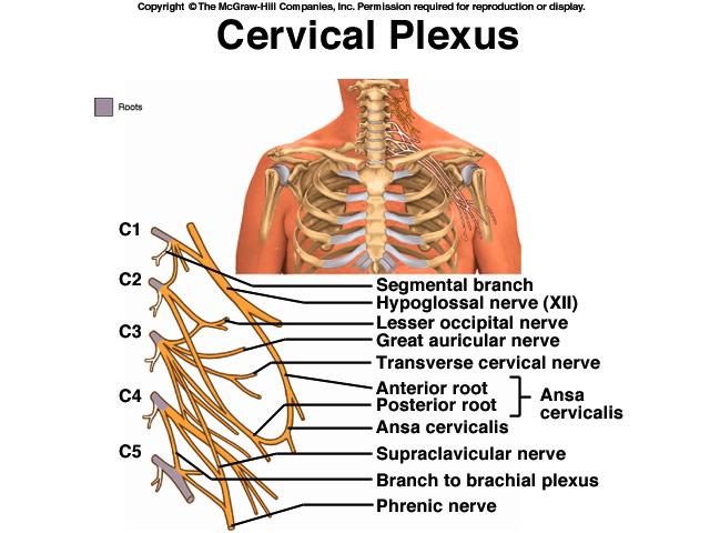 special treatment Nerve Plexuses Ventral rami branch & anastomose repeatedly to form 5