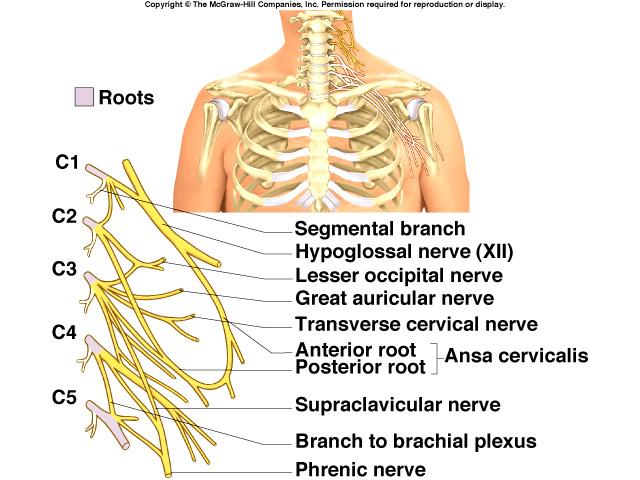 diaphragm brachial in the armpit, C5 to T1 supplies upper limb and some of shoulder & neck