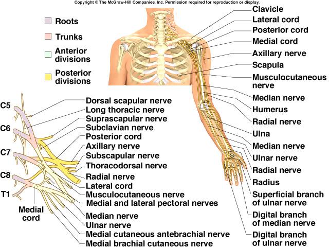 sacral in the pelvis, L4, L5 & S1 to S4 supplies remainder of butt & lower limb coccygeal,