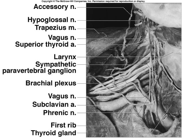 Dissection of the Brachial Plexus The Lumbar Plexus The Sacral and Coccygeal Plexuses Cutaneous Innervation