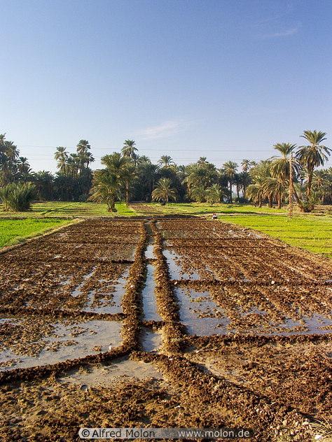 Hot and dry climate Particularly low rainfall levels Irrigated areas Permanent water = suitable habitats for Culex mosquitoes Egypt : viral circulation in 1993, 1997, 1999 and 2003 => endemicity