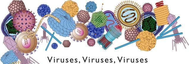 Viruses Understand the structure of bacteriophages &