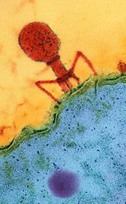 a bacteriophage attacking E.
