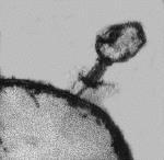 Phages contain DNA bounded by a protein coat They have no cell membrane, organelles, chromosomes or cytoplasm (so they cannot carry out reactions on their own) They must invade a living bacterial
