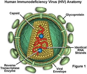 HIV - Human Immunodeficiency Virus HIV contains 2 RNA molecules bounded by a protein coat. They also have a lipid bilayer that contains glycoprotein. Why would this be useful for the virus?
