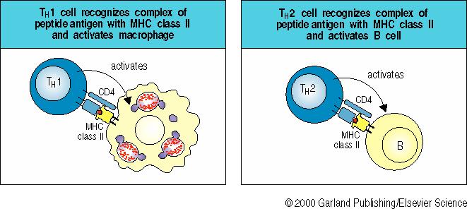 CD4+ T HELPER CELLS (Th)