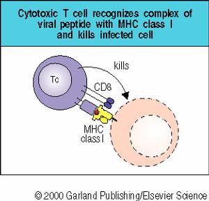 CD8+ T CELLS BECOME KILLERS (Tc)