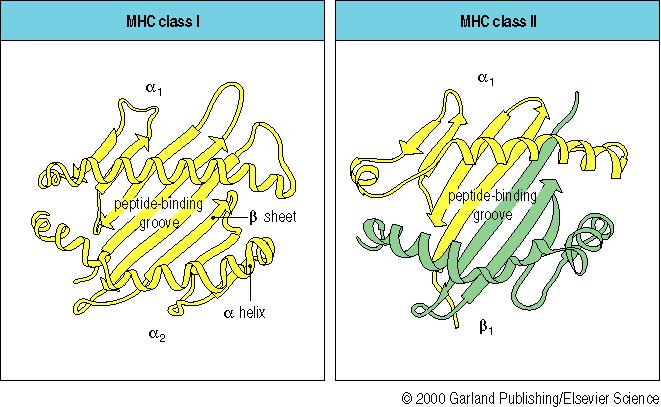 MHC class I: one MHC-encoded protein folds to form peptide binding pocket MHC class II: two